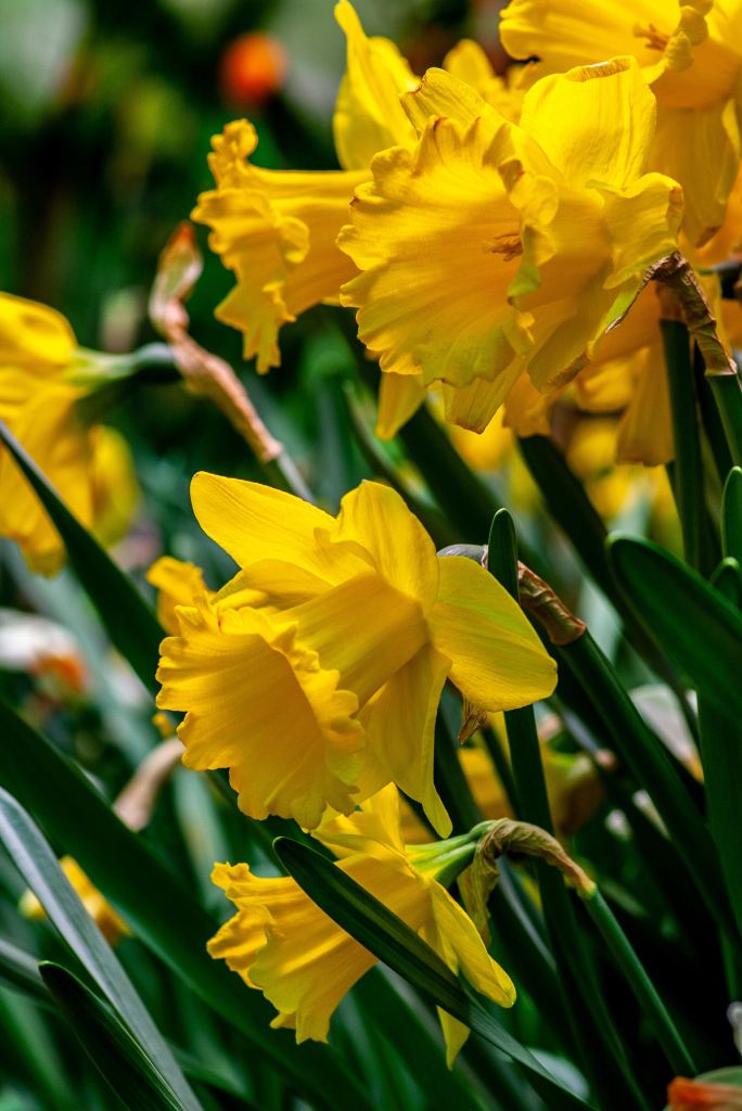 A close-up photo of bright yellow daffodils.